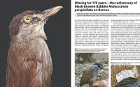 보르네오섬서 자취 감췄던 ‘신비의 새’ 172년 만에 발견