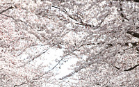 빨라진 봄꽃 개화...중부지방 3월 29일~4월 6일 만개