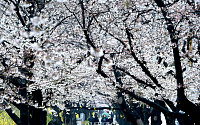 [포토] '벚꽃 만개한 봄길 걷는 시민들'