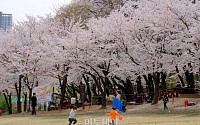 [포토] 만개한 벚꽃, 어린이대공원 봄나들이