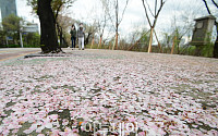 [포토] 아쉬운 벚꽃엔딩