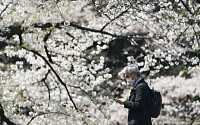 일본, 1200년 만에 벚꽃 개화 가장 빨라…“기후변화 위기 증상”