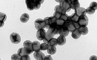 폐수에서 독성물질 분해하는 박테리아…'파라코커스 코뮤니스' 발견