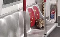 홍콩 새끼 멧돼지, 전철 타고 환승까지…노약자석에 앉아 휴식까지