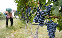 “중국판 보르도 만든다”...중국, 닝샤지역 와인 산지 15개년 개발 계획 승인