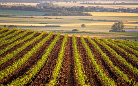 KODEX 3대농산물선물(H), 콩ㆍ옥수수 곡물가 급등 영향 '강세'