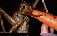 초헤비급 괴물 곤충 '웨타' 발견에 누리꾼들 들썩