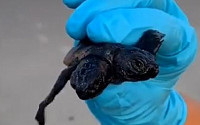 미국 해변서 머리 2개 달린 '쌍두 거북' 발견