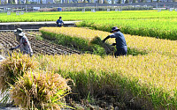올해 쌀 생산량 32만 톤↑…정부 &quot;공공비축미 35만 톤 매입&quot;