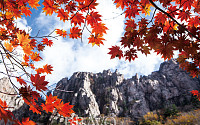 만산홍엽(滿山紅葉), 가을 산이 부른다