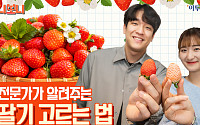 [보니보니] 금실 vs 비타베리 vs 만년설…딸기 단맛 1등은?