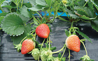 세계에서 인정받는 우리 딸기, 국산 품종 보급률 역대 최고 96.3%