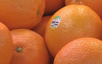 오렌지 주스 가격 오를까…&quot;미국 오렌지 수확량 76년만에 최소 전망&quot;