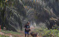 인도네시아, 석탄 이어 팜유 수출도 규제…허가제 전환