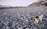 노르웨이 해변서 20t 물고기 떼죽음…지구 멸망 징조?