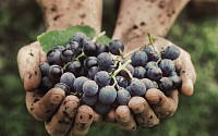 자연주의 인기로 몸값 치솟는 ‘내추럴 와인’