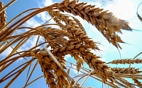 밀값 6% 급등…전 세계, ‘종말론적 식량 위기’에 대책 마련 부심
