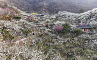 "진짜 봄" 광양 매화마을 매화꽃 만개… 상춘객 인산인해