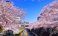 서울·경주·제주 등 막혔던 벚꽃길 속속 개방