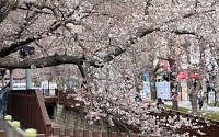 “벚꽃놀이 언제 갈까요”…서울 4월 1일 전후 개화, 절정은 다음주 주말