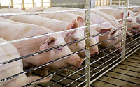 캘리포니아 ‘돼지 동물권 소송전’ 포문 열렸다