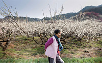 110만 명 찾는 광양 매화마을 홍쌍리 명인… "건강밥상 일념으로 광양매실 브랜드화"