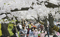 [포토] 화창한 봄 날씨 벚꽃 구경하는 상춘객들