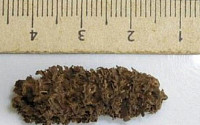 6700년 전 팝콘은 무슨 맛?…페루서 발견돼 '화제'