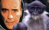 드라큘라 원숭이 발견, 2004년 멸종…잠에서 깨어났나?