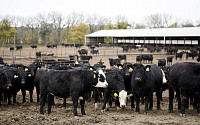 미국 축산농가, 가뭄·비용 증가에 소 덜 키운다…버거·스테이크 가격 비상