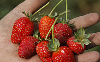 미국 FDA, A형 간염 원인 지목된 딸기 제품 “소비 금지”