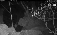 반달가슴곰, 지리산에서 첫 4세대 새끼 출산