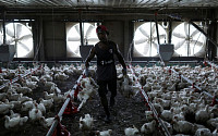 말레이시아, 국내 물가 안정 위해 1일부터 생닭 수출 금지