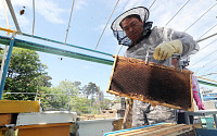 지난해 월동 전 꿀벌 폐사 40만~50만 봉군…정부 &quot;기생충 진드기 '응애'가 원인&quot;