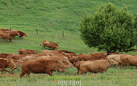 [포토] 힘차게 달리는 소들