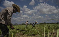 쿠바, 올해 사탕수수 생산량 절반으로 줄어
