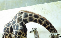 기린 다산여왕 장순이 17번째 출산…세계 신기록 타이 수립