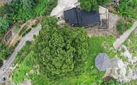 ‘이상한 변호사 우영우’에 나오는 팽나무…천연기념물 지정 검토