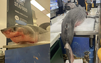 용산 이마트 ‘죽은 상어 포토존’ 논란…“동물 학대”