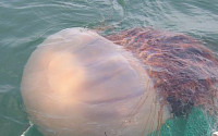 포항 송도해수욕장에서 50㎝ 대형 해파리 출몰