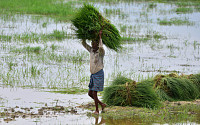 인도 강우량 부족에 벼 재배면적 축소…쌀 가격 상승 조짐