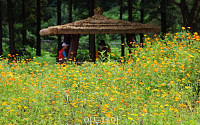 [포토] '인천대공원 코스모스 만개'