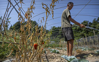 중국에서 미국 아이오와까지…가뭄에 글로벌 식량 가격 새 상승 압력