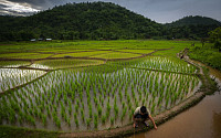 인도, 싸라기 수출 제한 고려...쌀 수출량의 20% 수준