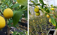 '제라몬·미니몬' 2종, 우리나라 첫 레몬 품종보호 등록