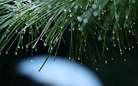 [날씨] 오후부터 가을 재촉하는 비…우산 챙기세요