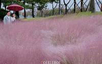 [포토] '갯골생태공원의 핑크뮬리'