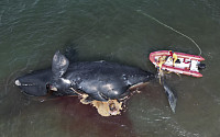 [포토] 아르헨티나서 고래 13마리 떼죽음