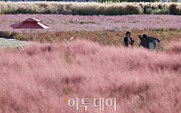 [포토] 양주 나리공원 채운 핑크뮬리