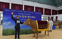 [한우는 못 참지] '우리 소가 챔피온'…'전국 한우 경진대회' 다시 열린다